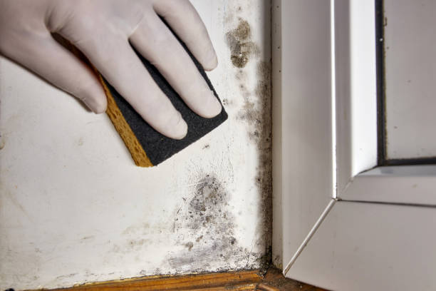 Best Black Mold Removal  in Mount Pleasant, SC